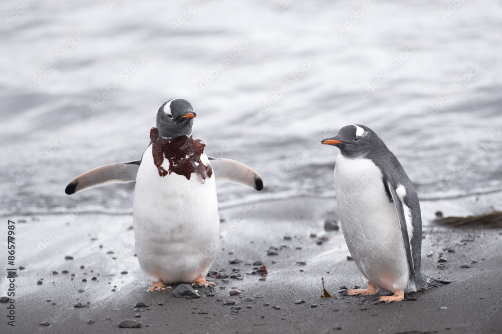 Obraz premium Gentoo Penguin with Seaweed Collar - South Shetland Islands