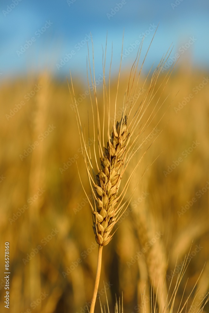 Ripe wheat in the field prior to harvest. Ripe wheat in the field prior to harvest.