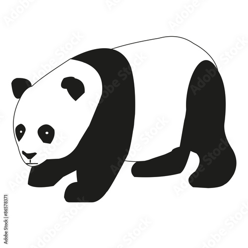 Pandabär, Panda