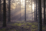 Light rays going through the foggy forest in the early morning