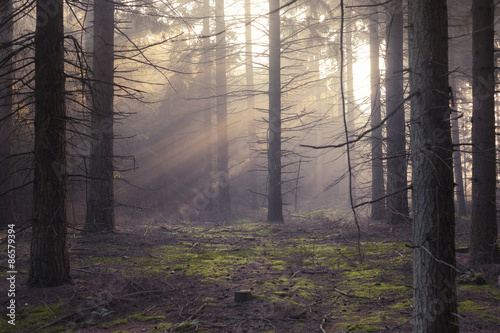 Light rays going through the foggy forest in the early morning photo
