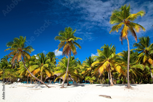 Beautiful caribbean beach