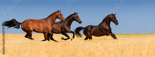 Group of horse with braided mane run gallop in wheat field #86579998