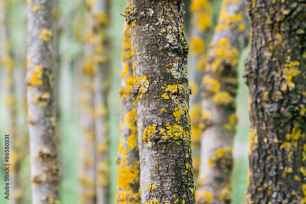 Fototapeta premium Tree trunk