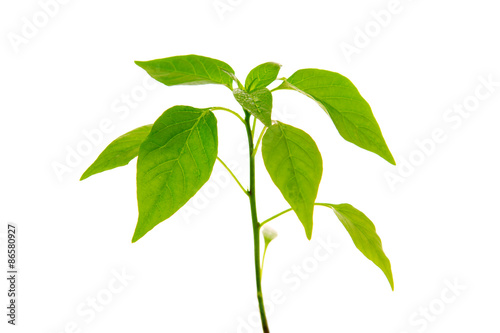 Pepper plant isolated .