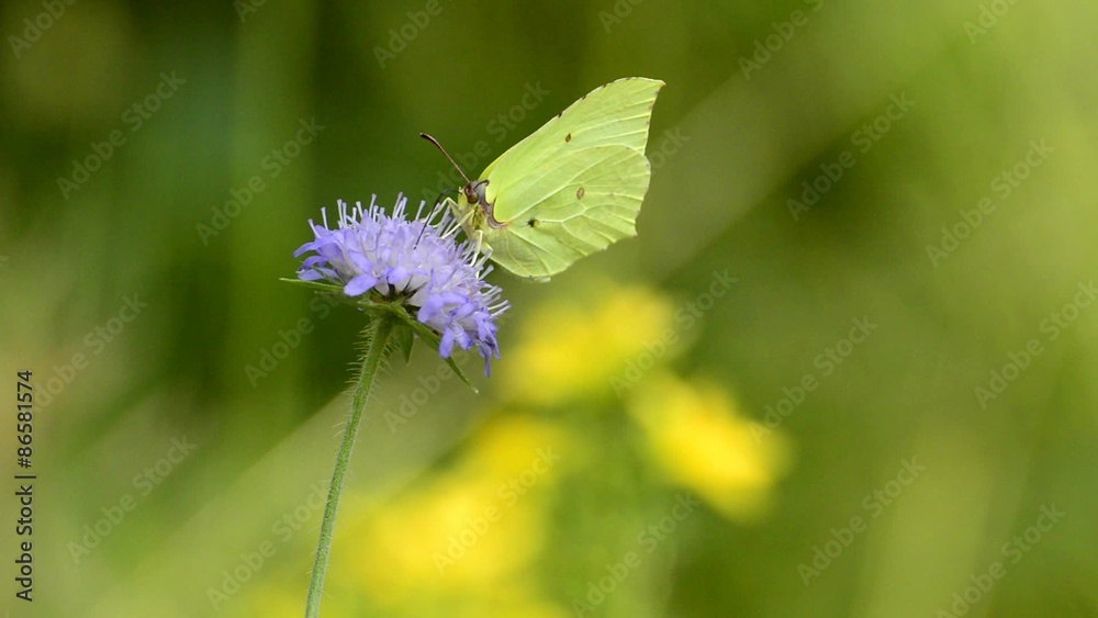 Zitronenfalter, Gonepteryx rhamni Zitronenfalter, Gonepteryx rhamni