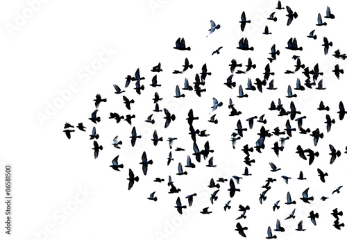 many pigeons flying in the air isolated