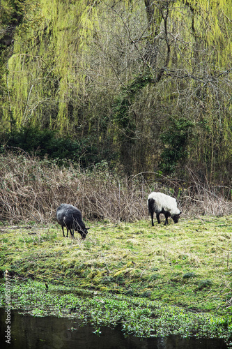 Two sheep grazing in the english countryside