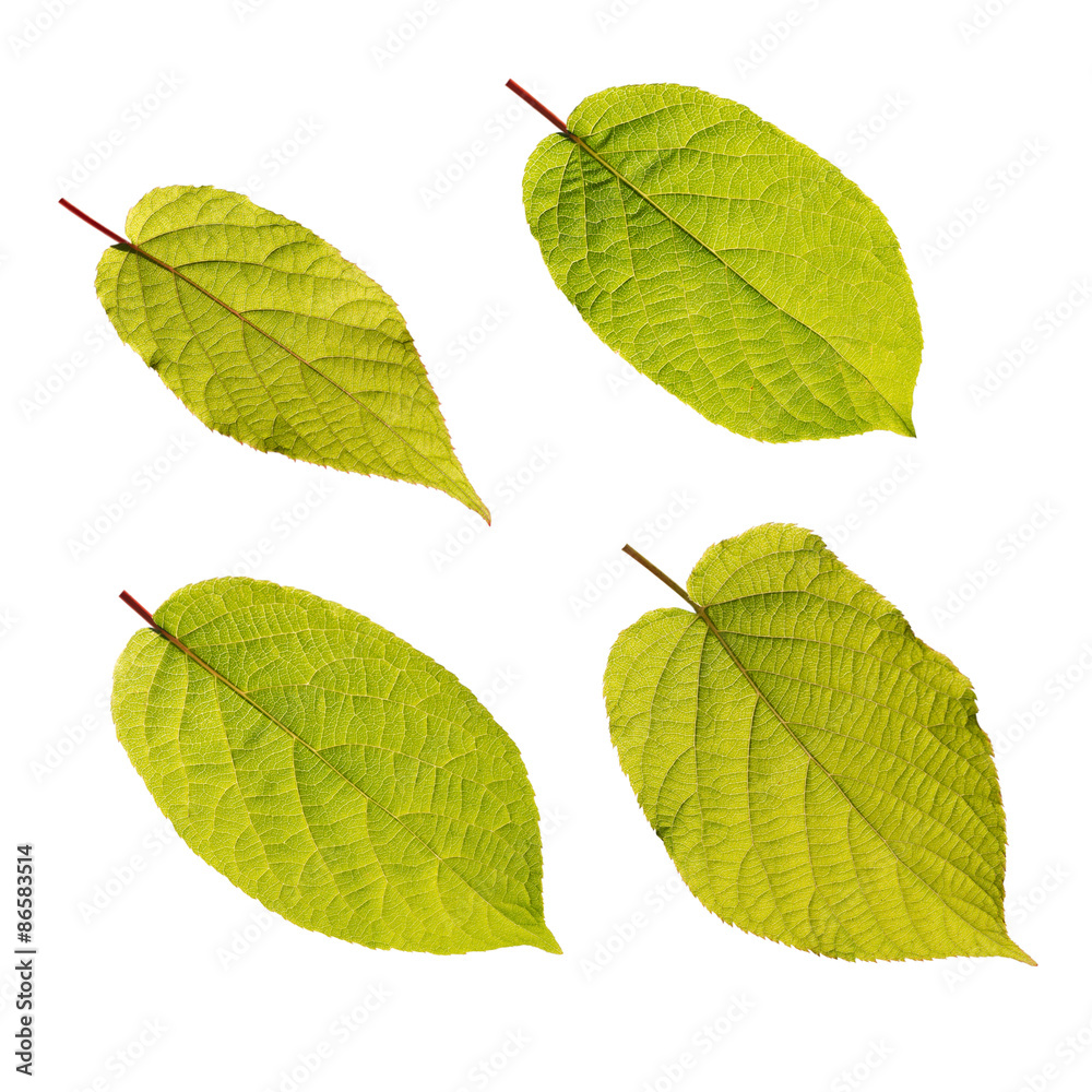 Actinidia kolomikta leaves isolated on white Actinidia kolomikta leaves isolated on white