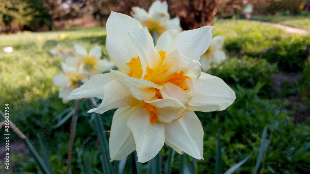 Obraz premium Natural floral background