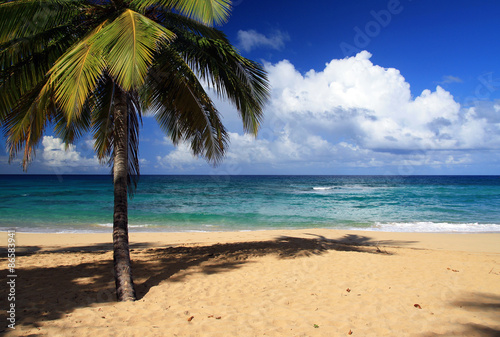 Fototapeta Naklejka Na Ścianę i Meble -  Palm on beautiful tropical beach