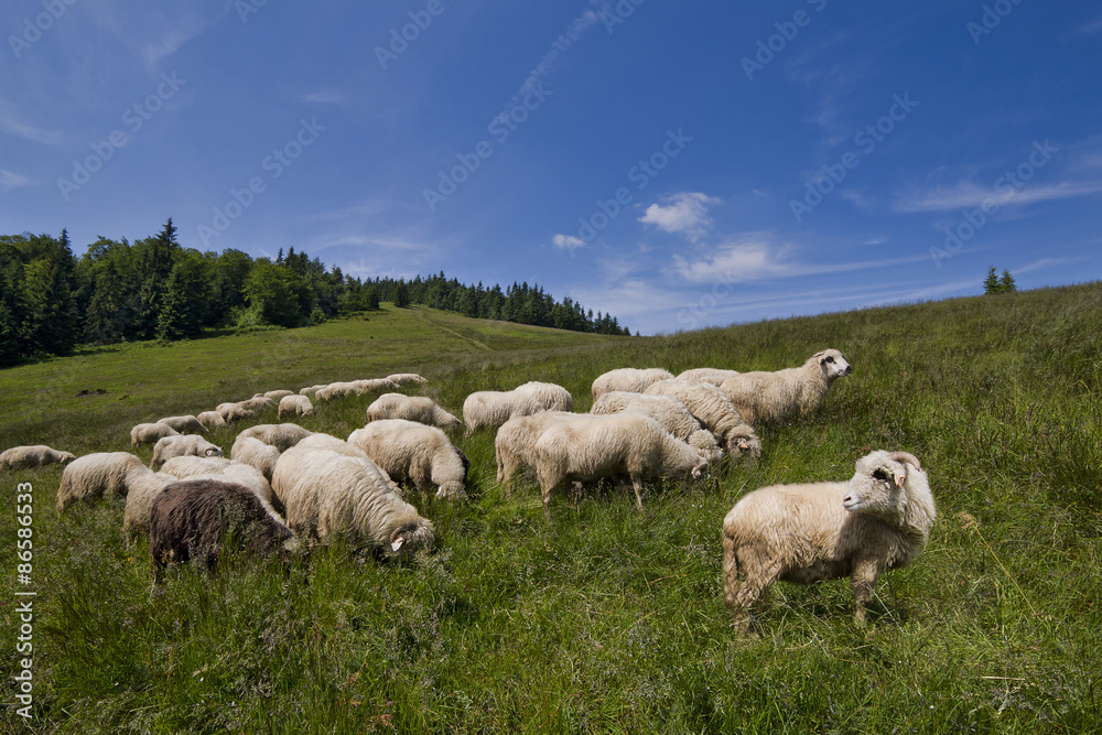 Wypas owiec w górach