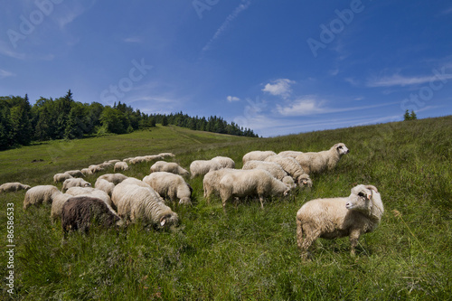 Wypas owiec w górach photo