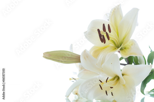 white Lily