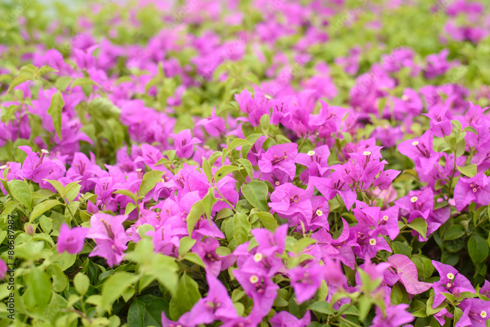 pink flowers in garden pink flowers in garden