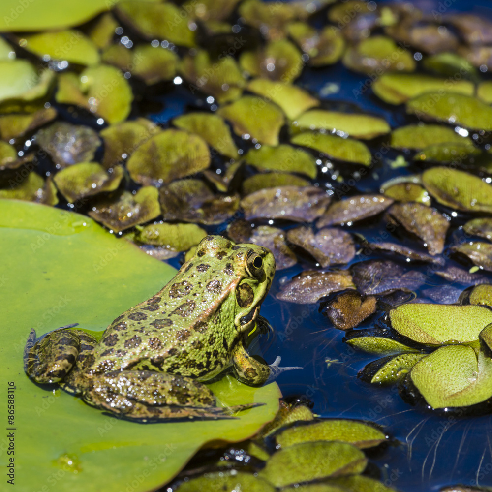 Green Frog in a wetland Green Frog in a wetland
