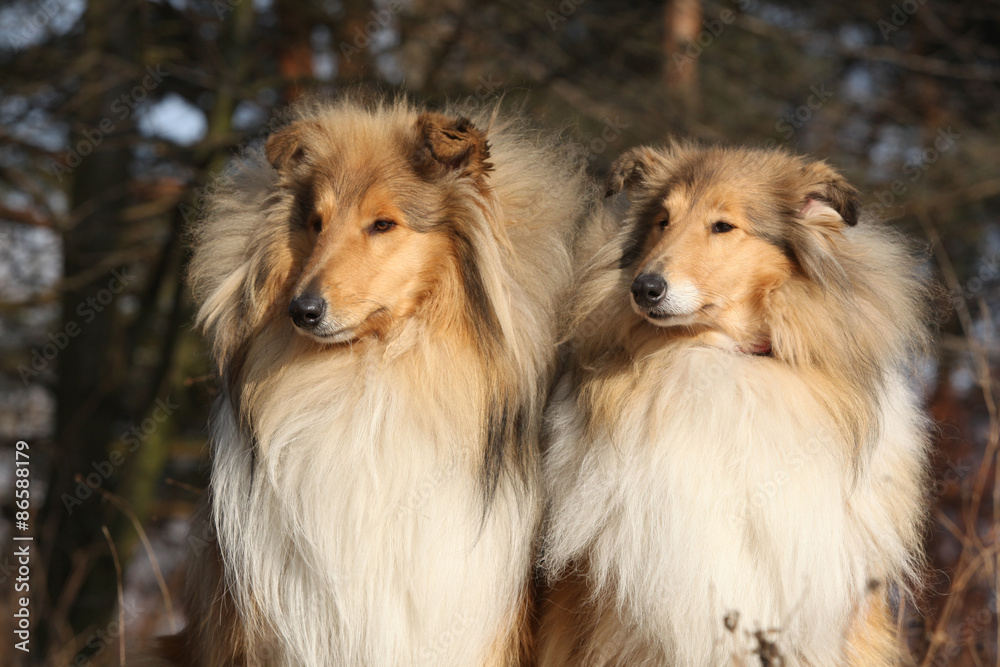 Two beautiful scotch collies in the forest