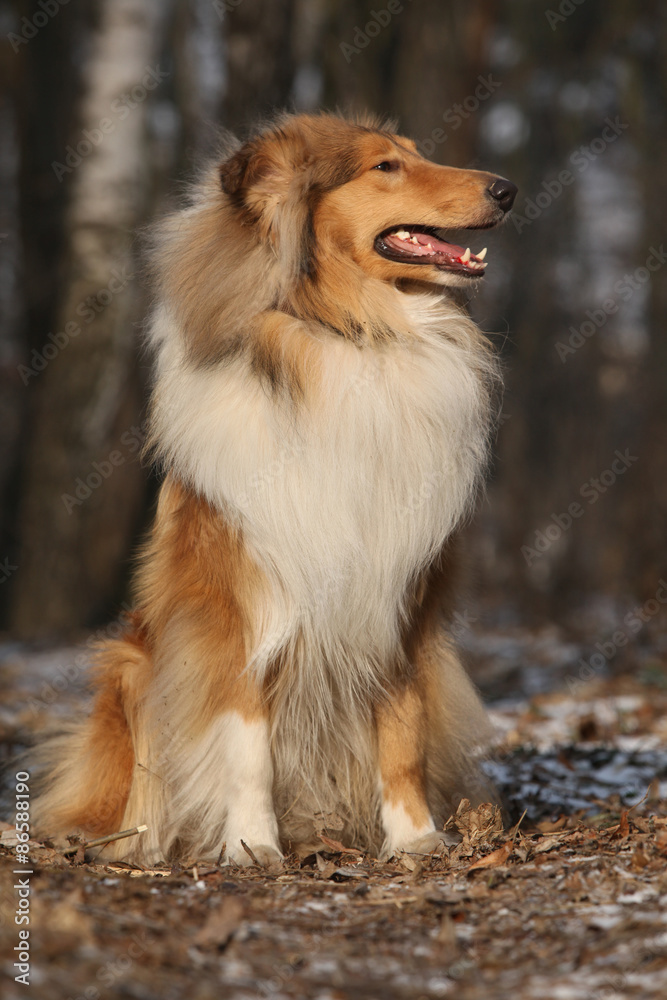 Beautiful scotch collie in the forest
