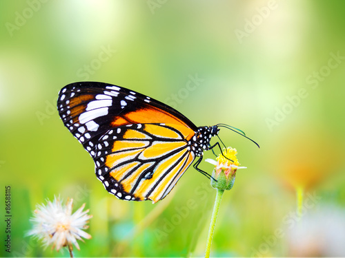 beautiful butterfly on a flower in the outdoor nature © missisya