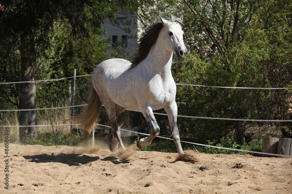 Amazign white andalusian stallion moving