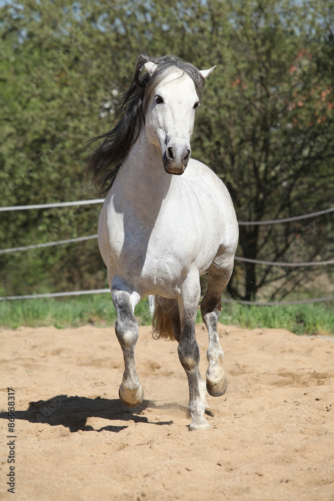 Obraz premium Amazign white andalusian stallion moving