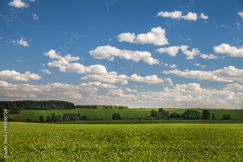 Зеленое поле летом