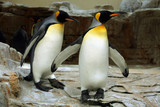 King penguin (Aptenodytes patagonicus).