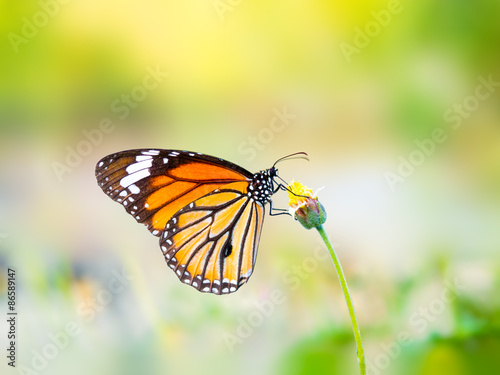 beautiful butterfly on a flower © missisya