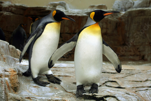 King penguin  Aptenodytes patagonicus .