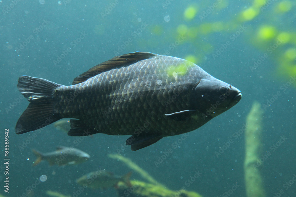 Wild common carp (Cyprinus carpio) Wild common carp (Cyprinus carpio)