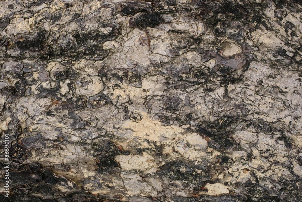 Fototapeta premium Old wood cracked texture