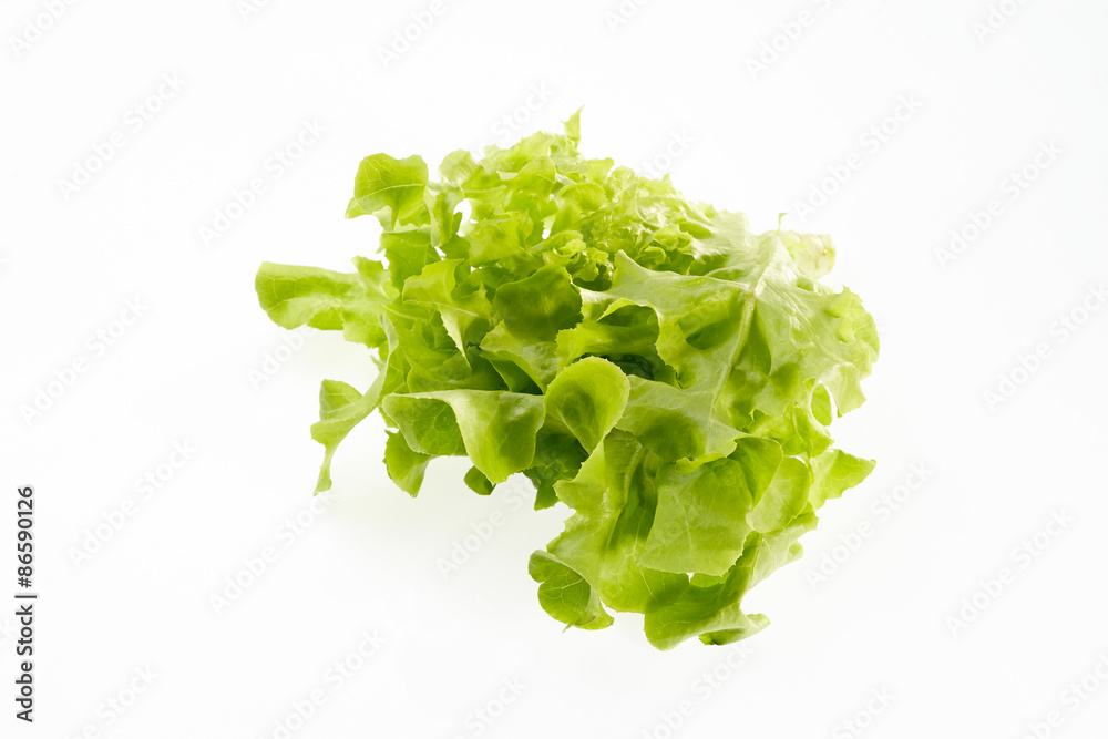 Green oak for salad isolated on white background Green oak for salad isolated on white background