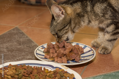 Fototapeta Naklejka Na Ścianę i Meble -  Hauskatze frisst Futter