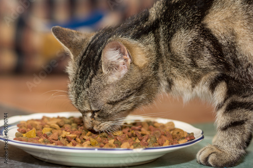 hungrige Katze frisst Futter