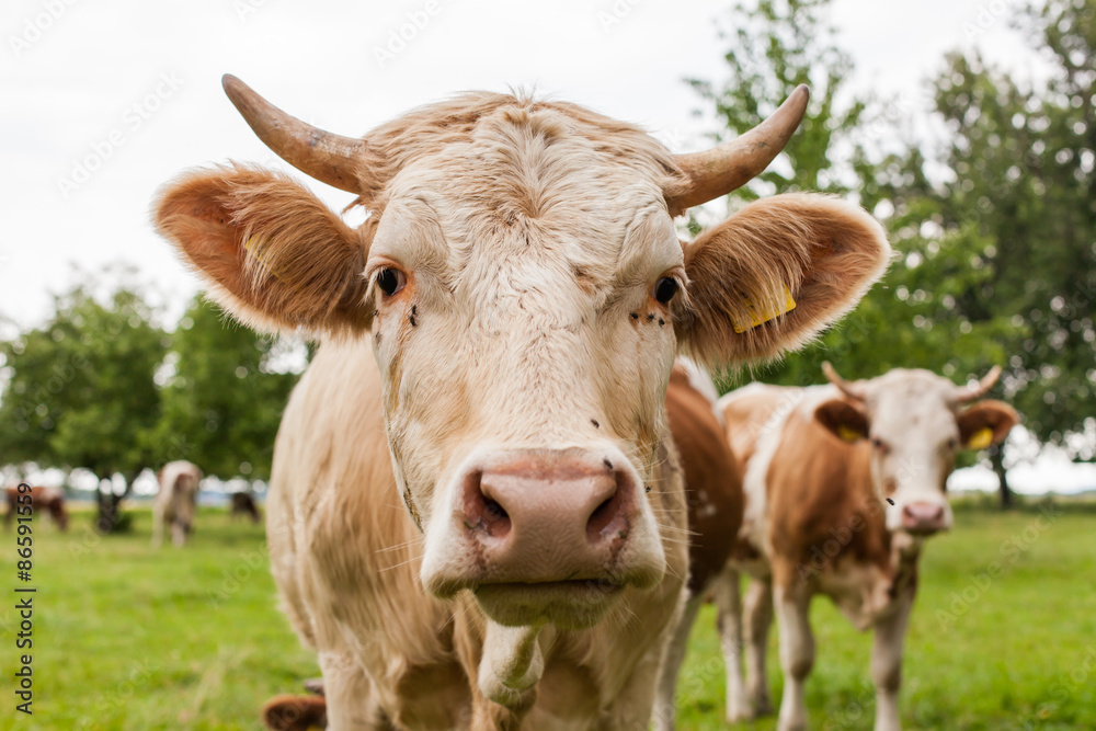 Herd of cows at summer green field