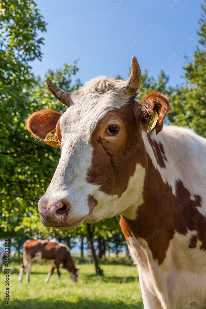 Herd of cows at summer green field