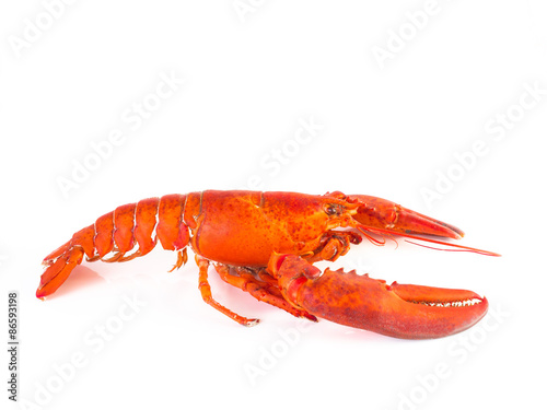 Steam Canadian lobster isolated on white