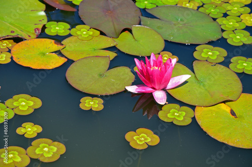 Fototapeta Naklejka Na Ścianę i Meble -  Pink waterlily flower on pond