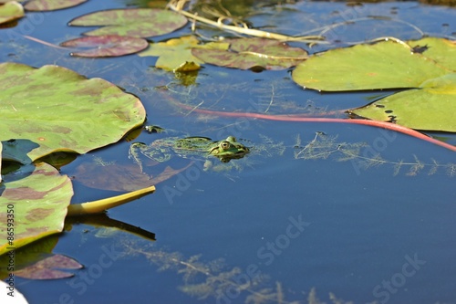 Teichfrosch zwischen Seerosenblättern    © Schmutzler-Schaub