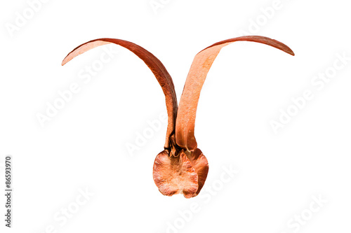 seed of para rubber tree isolated on white background