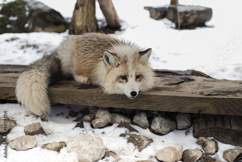 White Fox in the snowfields of Siroishi, Japan