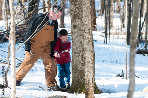 tapping maple trees in a sugar bush