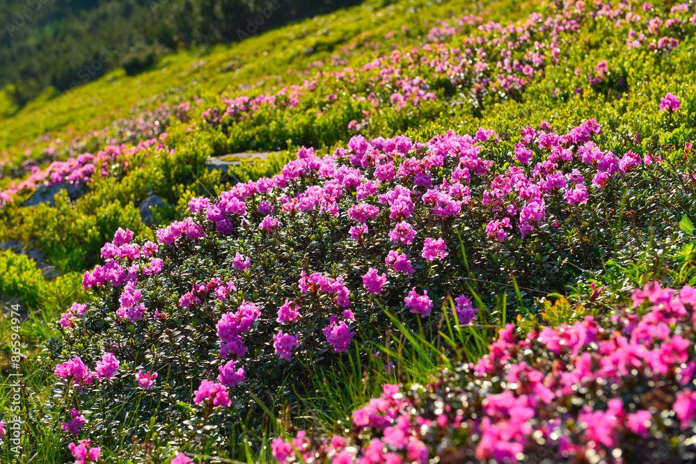 Alpine rose Alpine rose
