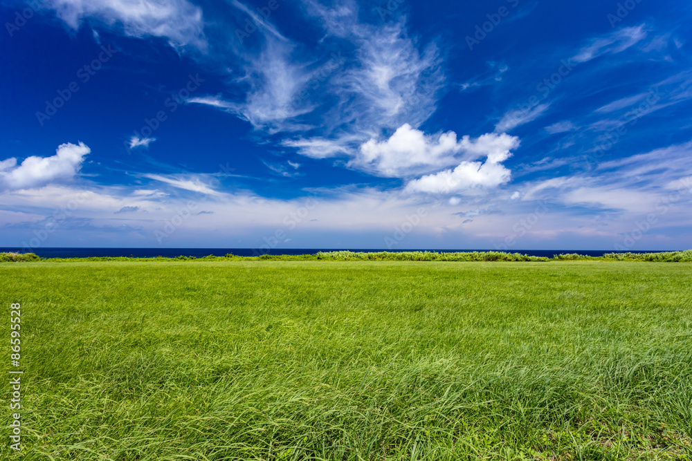 Fototapeta premium 海岸線と草原