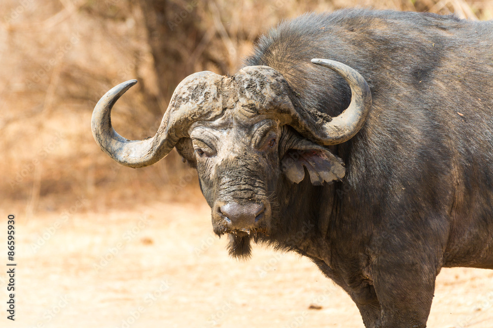 Lone Buffalo Bull Lone Buffalo Bull