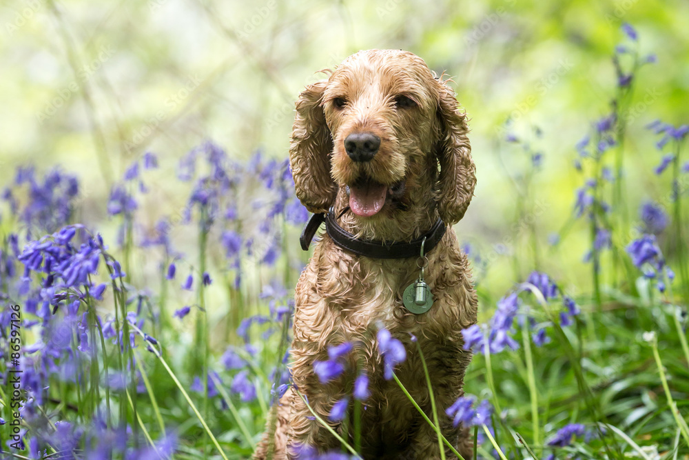 Golden Cocker Spaniel Golden Cocker Spaniel