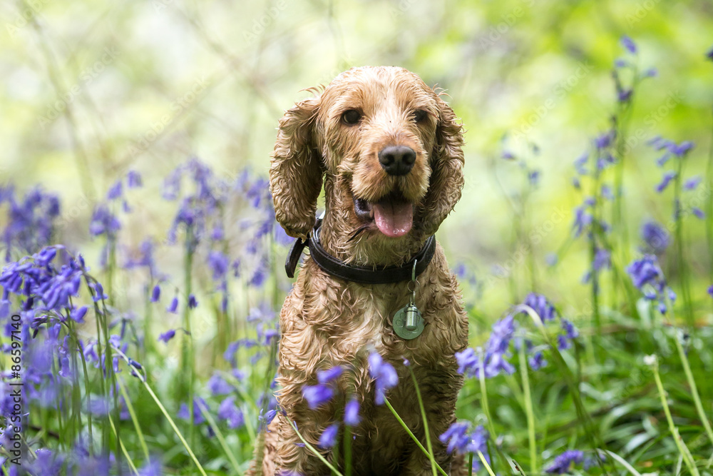 Golden Cocker Spaniel Golden Cocker Spaniel
