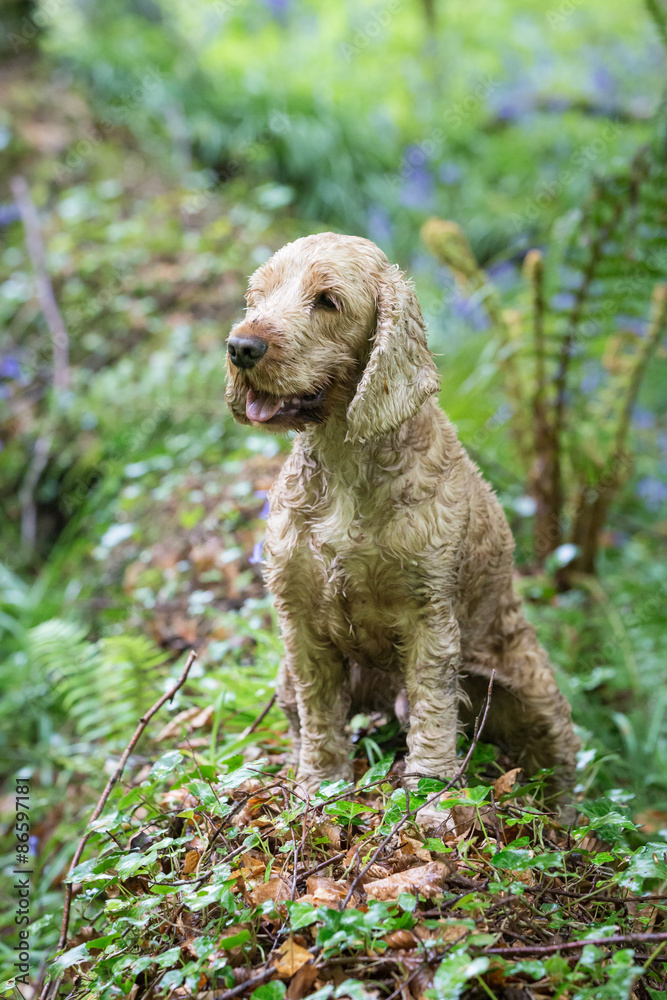 Golden Cocker Spaniel Golden Cocker Spaniel