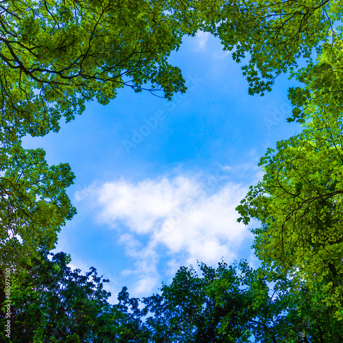 Fototapeta Naklejka Na Ścianę i Meble -  Beautiful trees on sky background.  nature green leaves. Trees b
