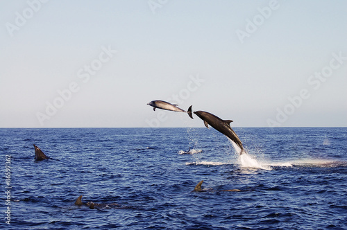 Jumping Dolphins - Galapagos